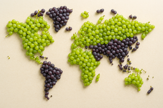 Quali sono i Vitigni più diffusi al mondo?